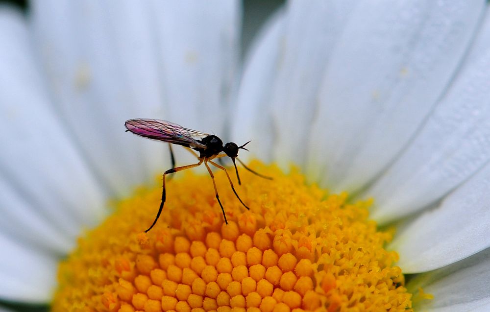 La vita in un fiore: terza parte